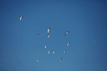 Hunting wild hares during a clear blue sky day in an open field with birds soaring overhead