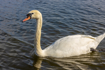 Swan in a lake. Beautiful white swan bird swimming in the river at sunset light. Swans birds searching for food in the water of Danube, Donau river in Europe. Birds fauna of the riverside