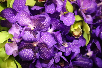 Purple vanda orchid. Purple and withe flowers, close up.