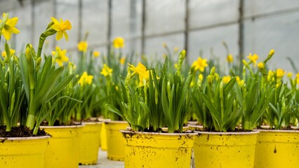 Young yellow daffodils with a large number of flowers and buds in yellow pots are put up for sale in the spring in the greenhouse of the shopping center.