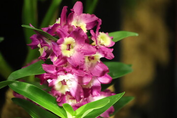 Purple orchid flowers Dendrobium nobile, close up.