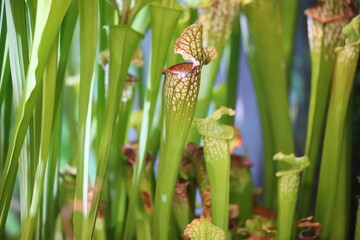 Fototapeta premium Green and red pitcher plant, Sarracenia oreophila.