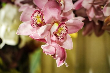 Purple and withe orchids. Orchid flower, close up.