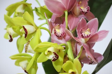 Purple and withe orchids. Orchid flower, close up.