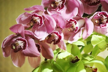 Purple and withe orchids. Orchid flower, close up.
