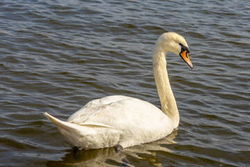 Swan in a lake. Beautiful white swan bird swimming in the river at sunset light. Swans birds searching for food in the water of Danube, Donau river in Europe. Birds fauna of the riverside