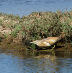A squacco heron (Ardeola ralloides) in natural habitat, Sgarza ciuffetto 
