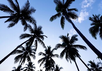 Low-Angle Silhouette of Multiple Coconut Palm Trees Against a Blue Sky