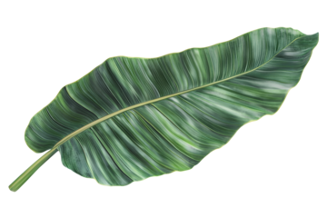 Banana leaf isolated. Large tropical foliage with rich green hues and detailed textures. Isolated and AI generated.  .