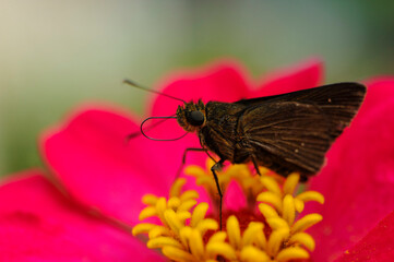 Butterfly Pollinating a Vibrant Flower in Brazil