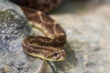 Jararaca Pit Viper in Natural Habitat