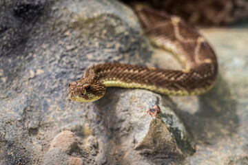Jararaca Pit Viper in Natural Habitat