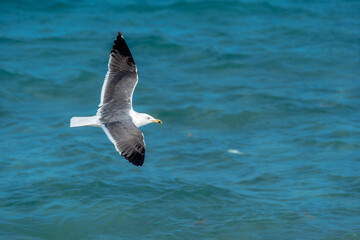 seagull in flight over ocean