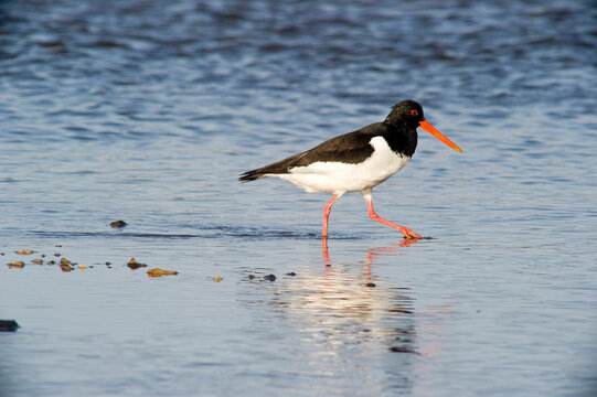 Eurasian Oystercatcher or Common Pied Oystercatcher (Haematopus ostralegus), Beccaccia di mare (Haematopus ostralegus). Stintino, SS, Sardinia Italy
