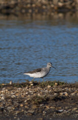 Common greenshank (Tringa nebularia) foraging in shallow water in wetland Sardinia, Italy