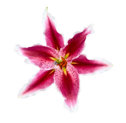 Stargazer Lily with open flower bud top view isolated on transparent background with clipping path. Floral design element for cards, invitations, posters.