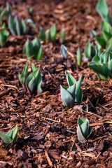 Early signs of spring, tulips bulbs beginning to grow with fresh green leaves shooting out of the ground, mulch covered garden, sunny winter day

