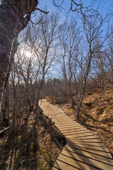 Wooden hiking trail winding through a forest in early spring