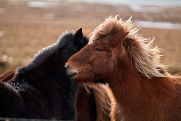 Fototapeta premium Brown icelandic horse showing affection to black horse in field