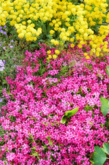 Carpet of Pink Phlox Subulata with Yellow Flowers Above