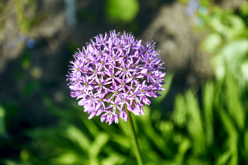Purple Allium Flower in a Garden