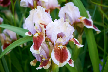 Bi-Color Bearded Iris Flower in Bloom