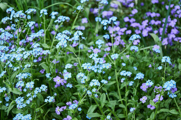 Blue Forget-me-nots and Purple Flowers in a Spring Garden