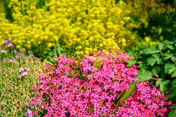 Yellow and Pink Flowers in a Spring Garden