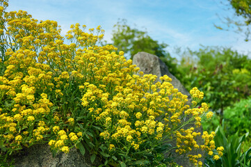 Yellow Aurinia saxatilis Flowers in a Rock Garden
