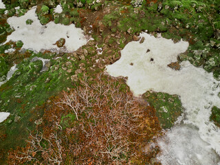 Snow patches covering green and brown moss on the ground