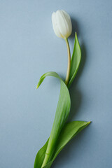 Obraz premium White tulip on light blue background