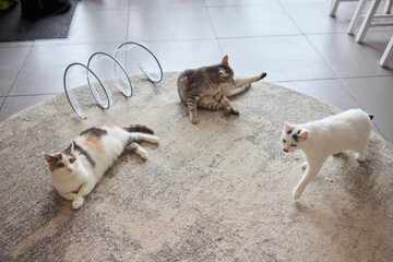 Fototapeta premium An Adorable Cat is Enjoyably Relaxing on a Colorful and Cozy Floor Mat in the Sunlight
