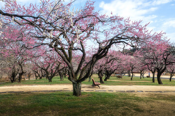 Fototapeta premium 満開の梅が咲き誇る偕楽園 