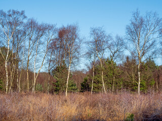 Silver birch trees in winter at Allerthorpe Common, East Yorkshire, England