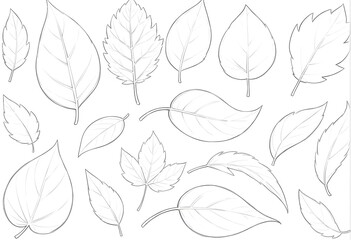 Black and white sketch of various leaf outlines with different shapes and sizes. Hand-drawn style illustration, perfect for coloring books, design elements, and botanical concepts.