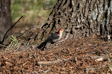 The Red-bellied Wodpecker (Melanerpes carolinus) 