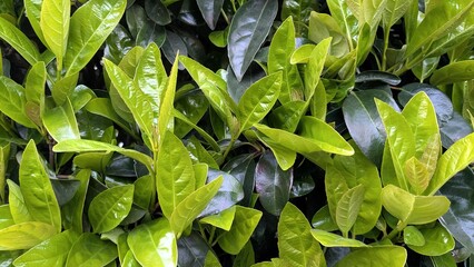Newborn green leaves background