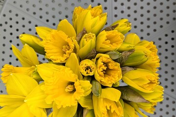 Yellow narcissus daffodil flower close-up. Background for card - Mother's day, Easter