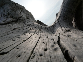 Trunk on the Beach