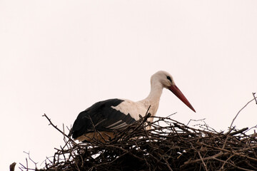 En su nido esperando a su compañera una Cigüeña blanca (Ciconia ciconia)