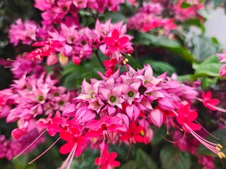 Obraz premium Cacho de flores pequenas rosa escuro e claro