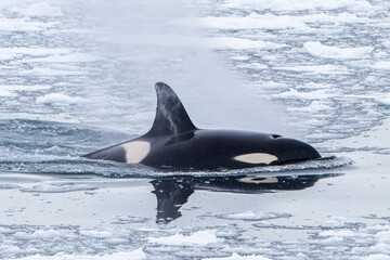 Fototapeta premium Majestic Orca Surfaces in Arctic Waters