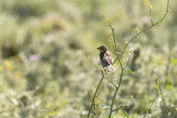 Posado en el hinojo un Escribano triguero (Emberiza calandra)