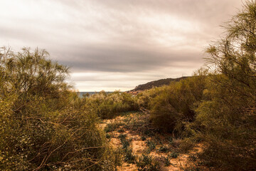 Obraz premium Entre matorrales de camino a la playa