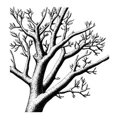 Fototapeta premium Intricate hand-drawn vector illustration of a vintage tree with detailed branches and budding leaves for creative projects