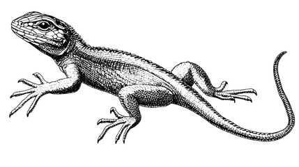Naklejka premium Detailed hand-drawn vintage vector illustration of a lizard capturing its intricate features and natural posture