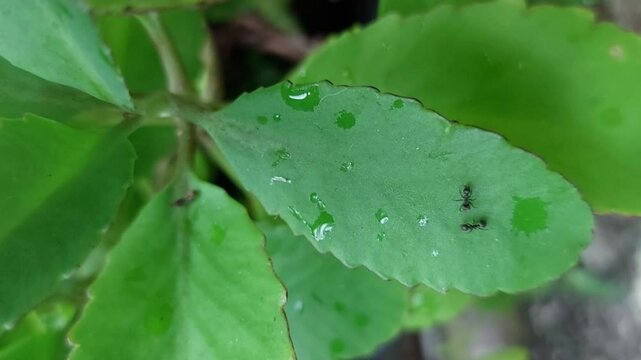 Two black ants in activity on a green life plant leaf.
