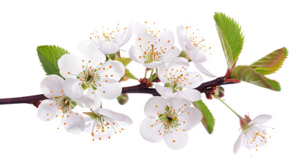 Cherry tree branch blooming with delicate white flowers on transparent background