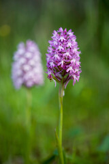 Anacamptis pyramidalis syn Orchis pyramidalis - pink Pyramidal Orchid  Nurra, Sassari, Sardinia, Italy