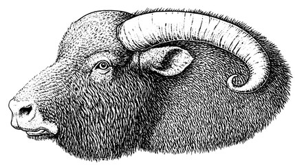 Detailed vintage illustration of a ram's head showcasing intricate engravings and textures